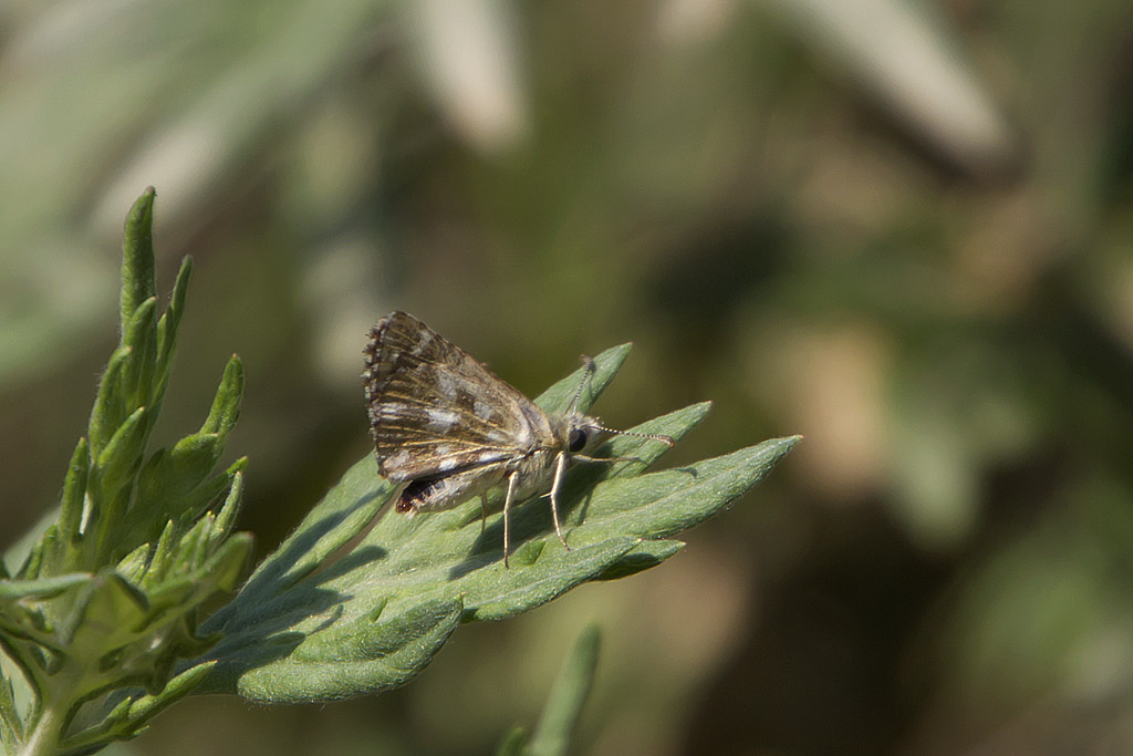 Pyrgus onopordi?